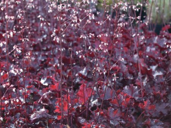 Plante-Vivace-Heuchera-'Black-Beauty'