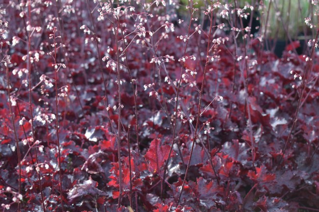 Plante-Vivace-Heuchera-'Black-Beauty'