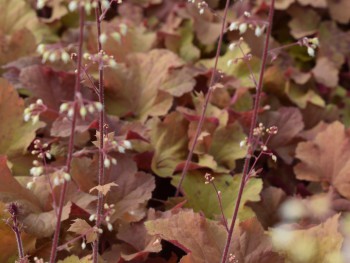 Plante-Vivace-Heuchera-'Caramel'