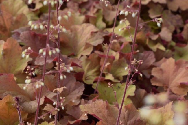 Plante-Vivace-Heuchera-'Caramel'