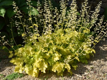 Plante-Vivace-Heuchera-'Lime-Rickey'