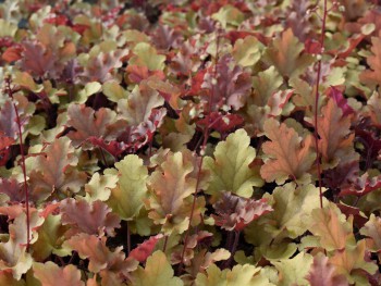 Plante-Vivace-Heuchera-'Marmelade'