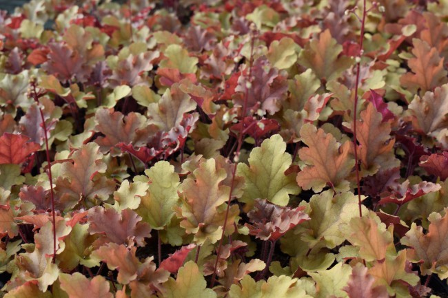 Plante-Vivace-Heuchera-'Marmelade'