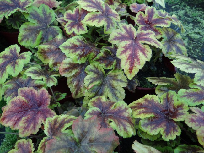 Plante-Vivace-Heucherella-'Golden-Zebra'