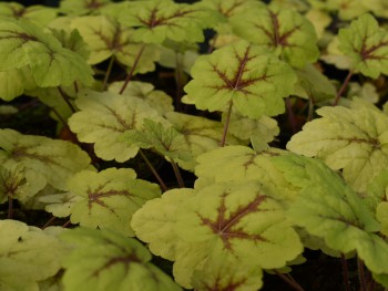 Plante-Vivace-Heucherella-'Stoplight'