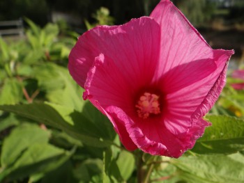 Plante-Vivace-Hibiscus-moscheutos-'Rosea'
