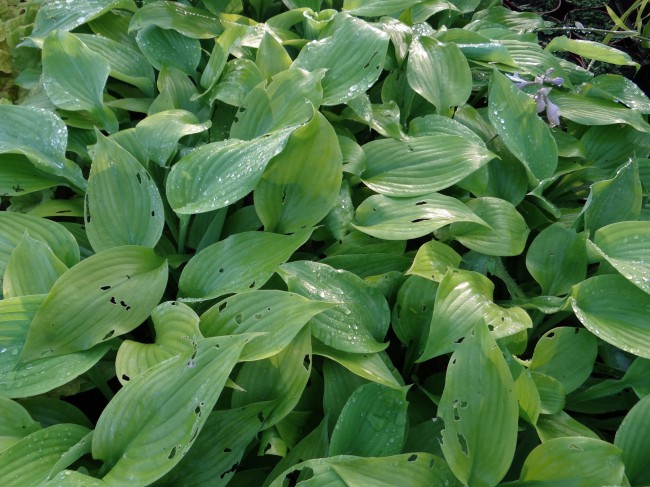 Plante-Vivace-Hosta-'Devon-Green'