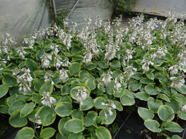 Plante-Vivace-Hosta-'Frances-Williams'