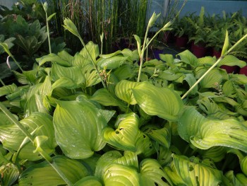 Plante-Vivace-Hosta-'Guacamole'