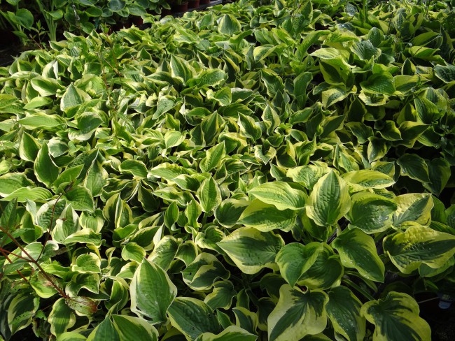 Plante-Vivace-Hosta-'Wide-Brim'