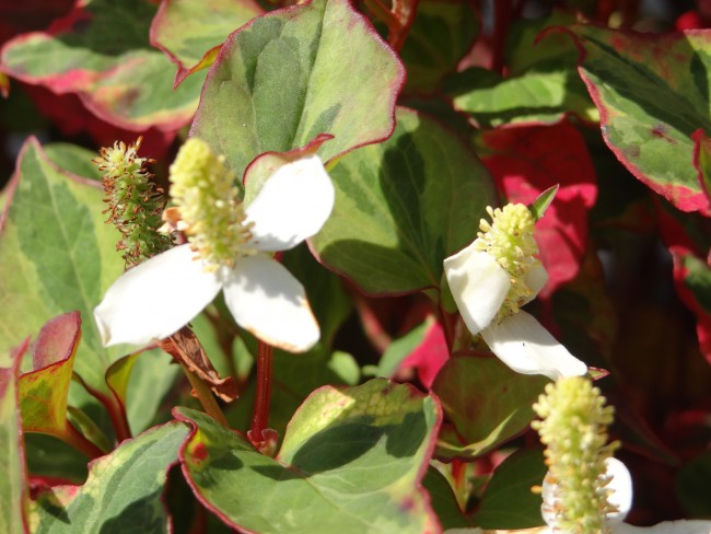 Plante-Vivace-Houttuynia-cordata-'Chameleon'