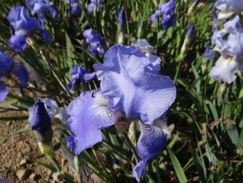 Plante-Vivace-Iris-germanica-'Blue-Shimmer'