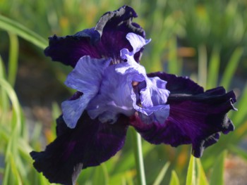 Plante-Vivace-Iris-germanica-'Dangerous-Mood'