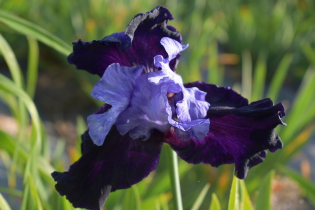 Plante-Vivace-Iris-germanica-'Dangerous-Mood'