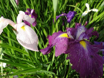 Plante-Vivace-Iris-ensata