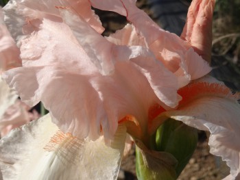 Plante-Vivace-Iris-germanica-'Flamant-Rose'