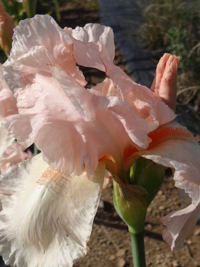 Plante-Vivace-Iris-germanica-'Flamant-Rose'