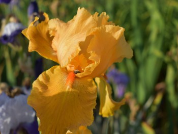 Plante-Vivace-Iris-germanica-'Flaming'