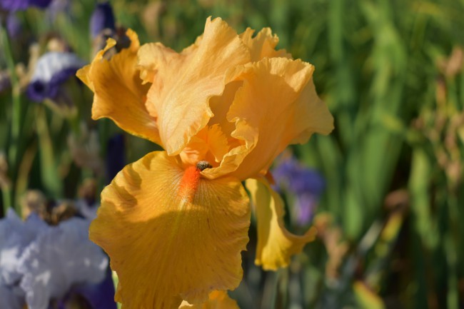 Plante-Vivace-Iris-germanica-'Flaming'