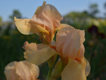 Plante-Vivace-Iris-germanica-'Françoit-Debat'