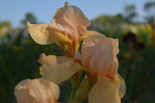 Plante-Vivace-Iris-germanica-'Françoit-Debat'