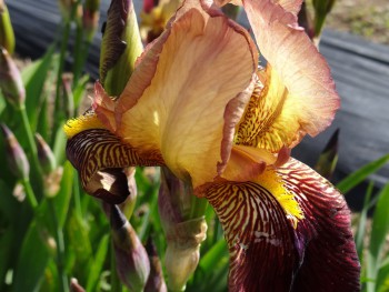 Plante-Vivace-Iris-germanica-'Agripa'