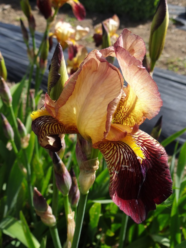 Plante-Vivace-Iris-germanica-'Agripa'
