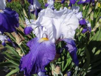Plante-Vivace-Iris-germanica-'Arpège'