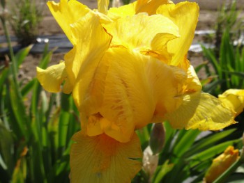 Plante-Vivace-Iris-germanica-'Ola-Kala'