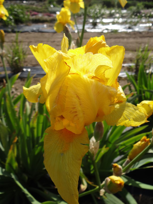 Plante-Vivace-Iris-germanica-'Ola-Kala'