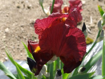 Plante-Vivace-Iris-germanica-'Pacemaker'