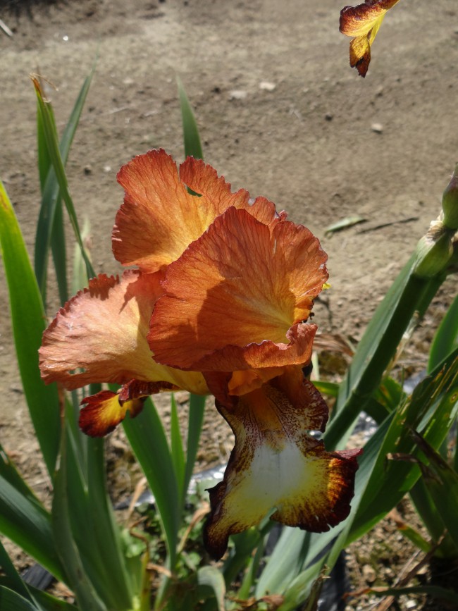 Plante-Vivace-Iris-germanica-'Spreckles'
