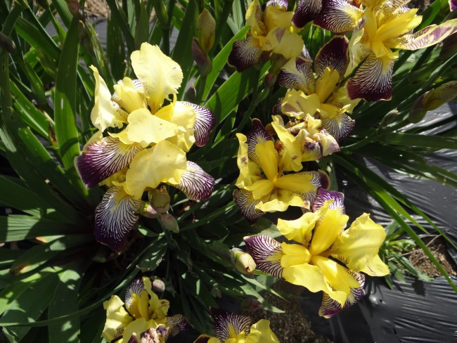 Plante-Vivace-Iris-germanica-'Stellata'