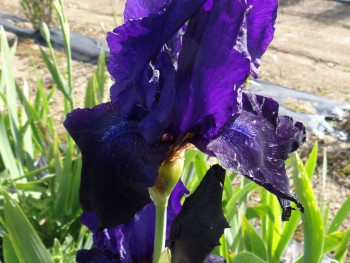 Plante-Vivace-Iris-germanica-'Tuxedo'