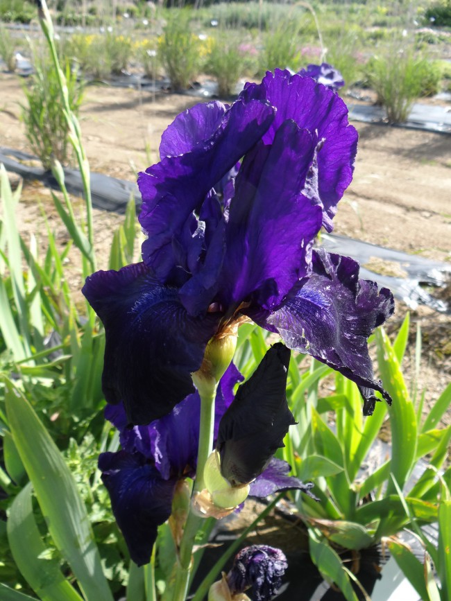 Plante-Vivace-Iris-germanica-'Tuxedo'