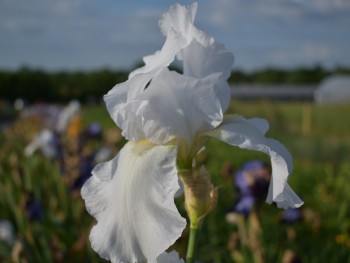 Plante-Vivace-Iris-germanica-'Glacier'