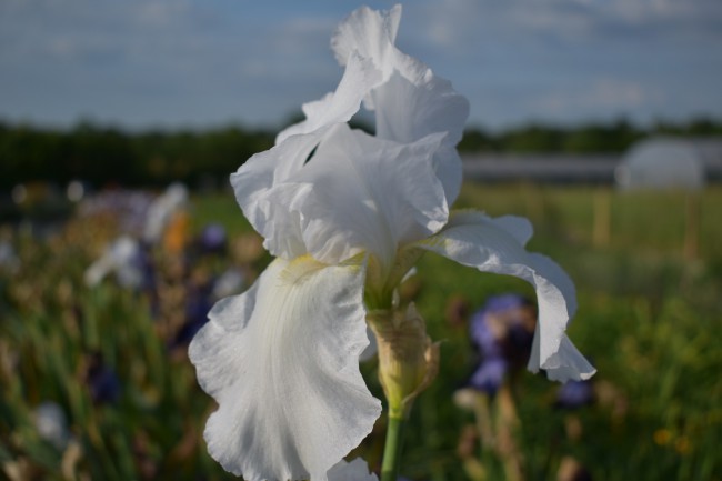 Plante-Vivace-Iris-germanica-'Glacier'