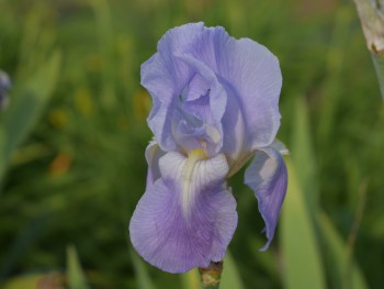 Plante-Vivace-Iris-germanica-'Harbor-Blue'