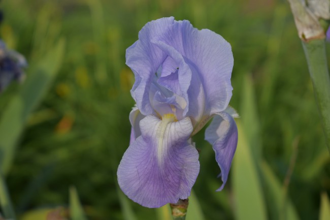 Plante-Vivace-Iris-germanica-'Harbor-Blue'