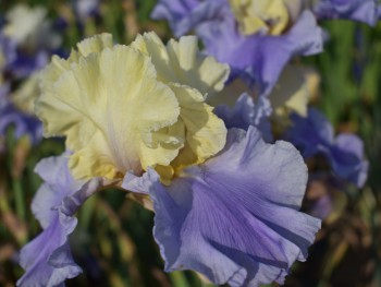 Plante-Vivace-Iris-germanica-'Haut-Les-Voiles'