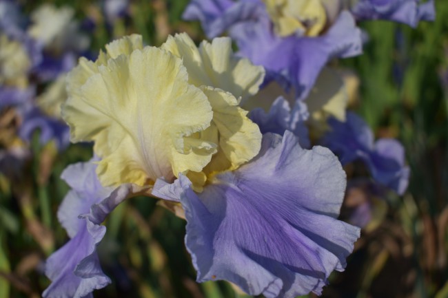 Plante-Vivace-Iris-germanica-'Haut-Les-Voiles'