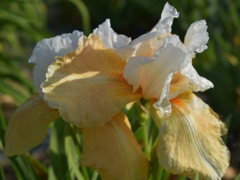 Plante-Vivace-Iris-germanica-'Invitation'