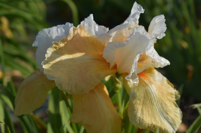 Plante-Vivace-Iris-germanica-'Invitation'
