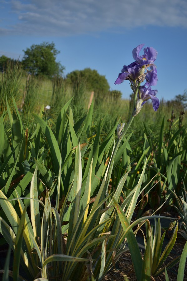 Plante-Vivace-Iris-Pallida-'Variegata'