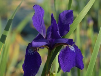 Plante-Vivace-Iris-sibirica-'Blue-Moon'