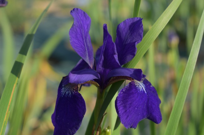 Plante-Vivace-Iris-sibirica-'Blue-Moon'