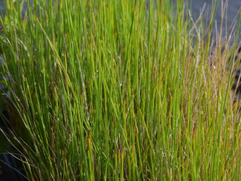 Plante-Vivace-Juncus-effusus