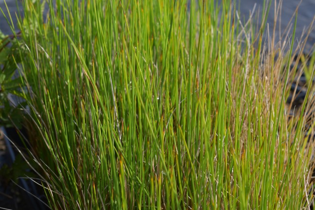 Plante-Vivace-Juncus-effusus