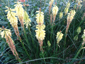 Plante-Vivace-Kniphofia-'Little-Maid'