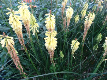 Plante-Vivace-Kniphofia-'Little-Maid'